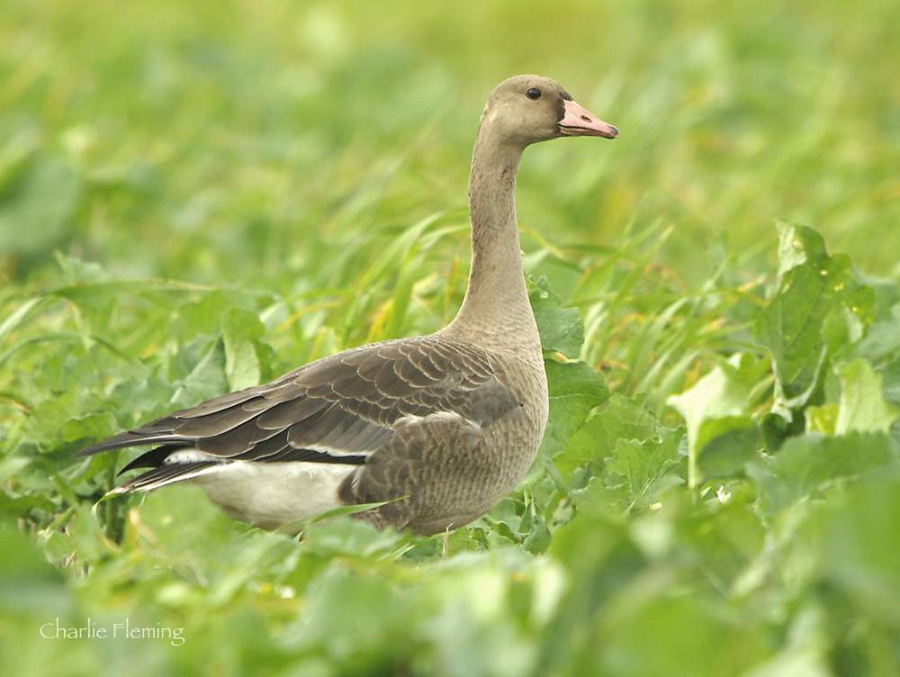 White-fronted Goose by Charlie Fleming at Exmouth