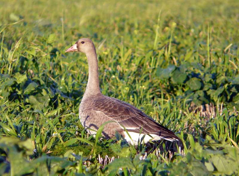 White-fronted Goose by Matt KNott at Exmouth