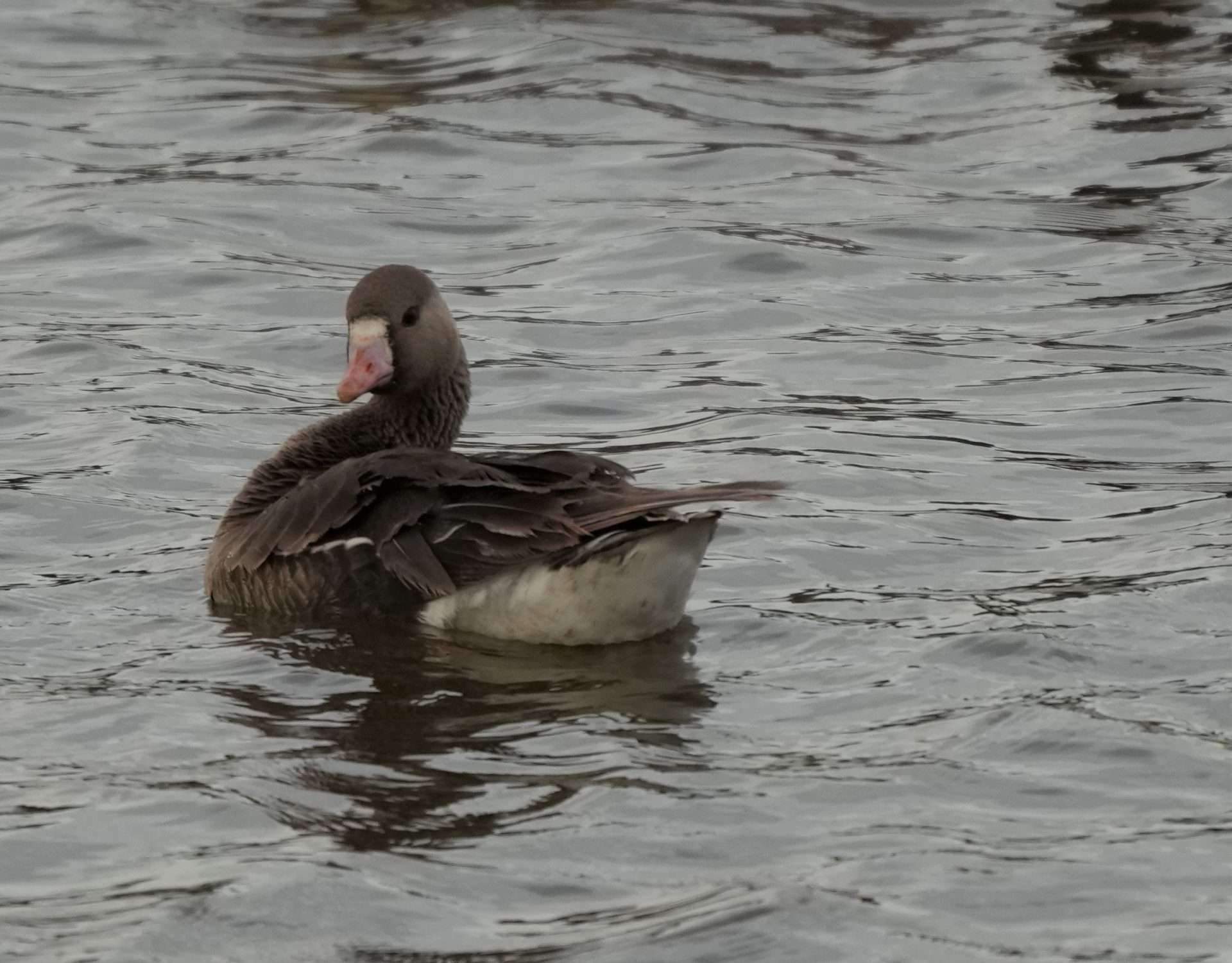 White-fronted Goose by Paul Howrihane at Upper Tamar Lake
