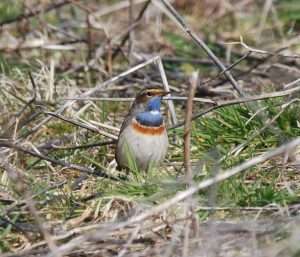 White-spotted Bluethroat at Prawle by Pat Mayer on March 30 2013