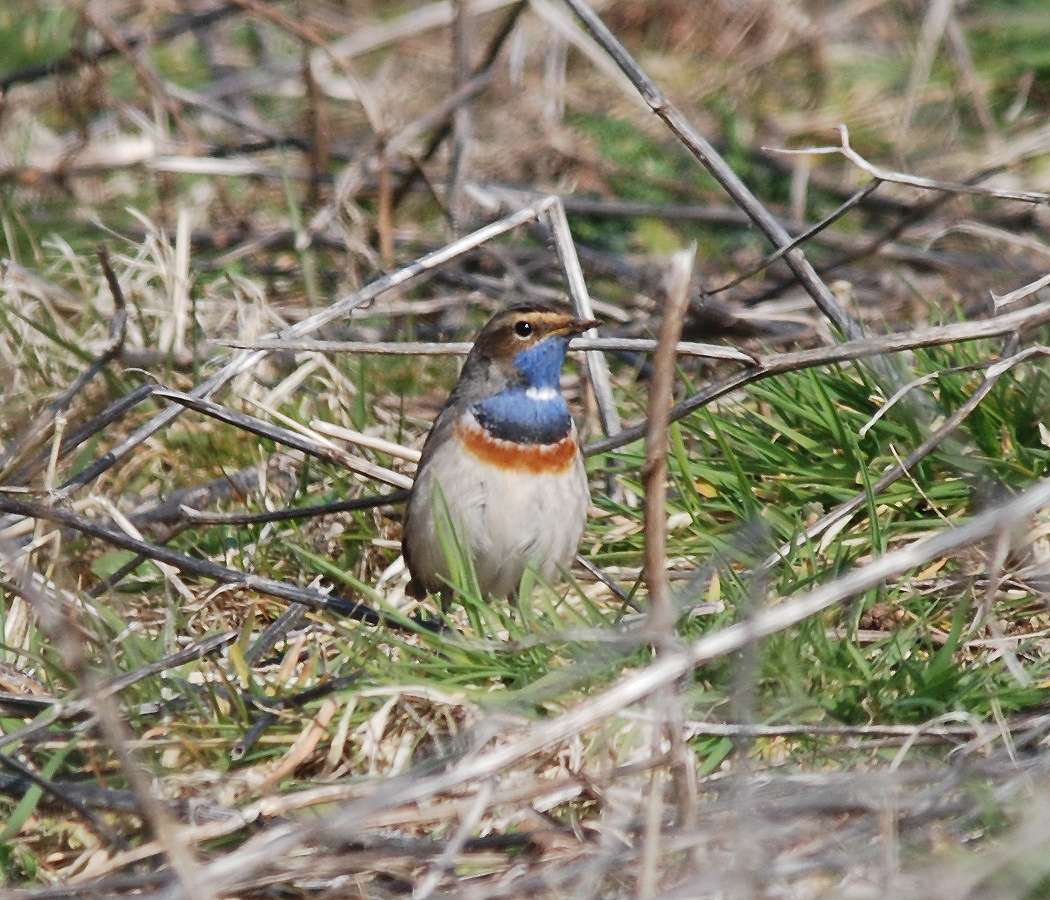 White-spotted Bluethroat by Pat Mayer at Prawle