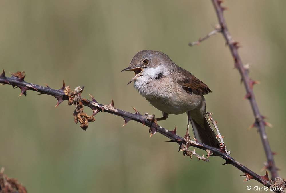 Whitethroat by Christopher Lake at broadsands