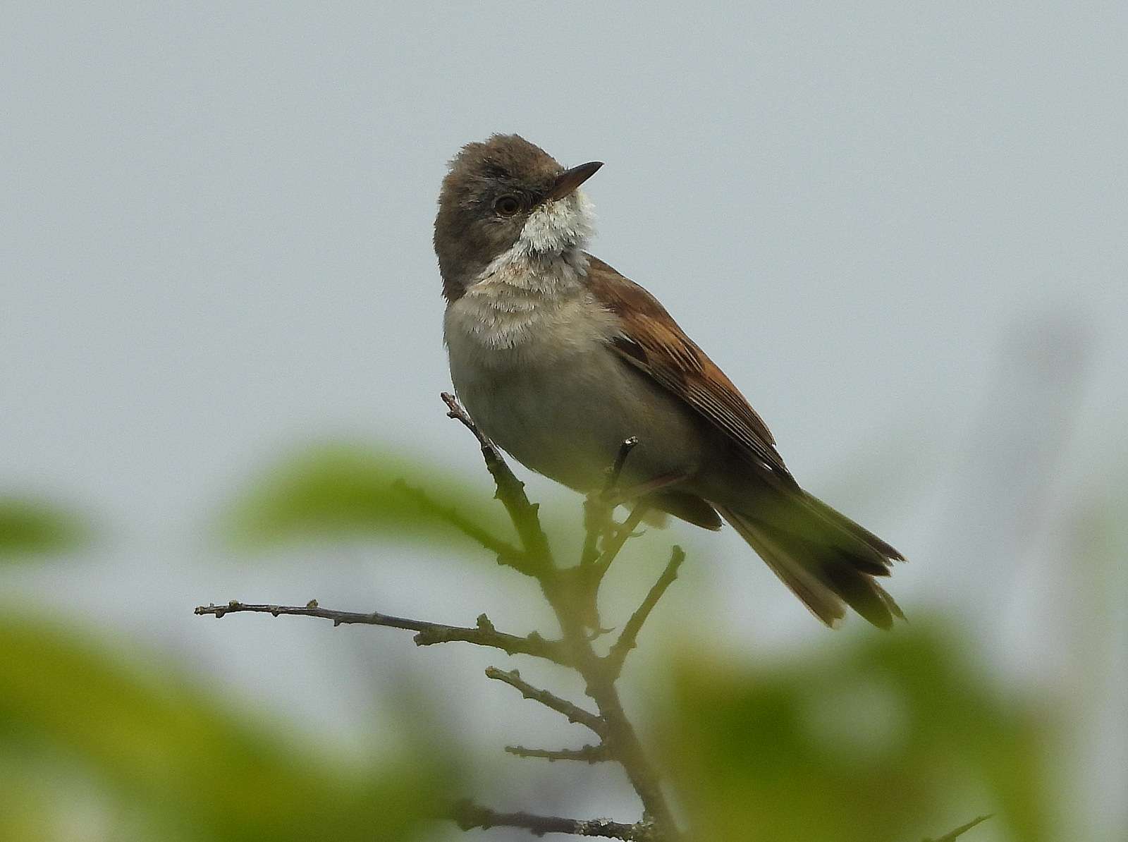 Whitethroat by Kenneth Bradley at Berry Head