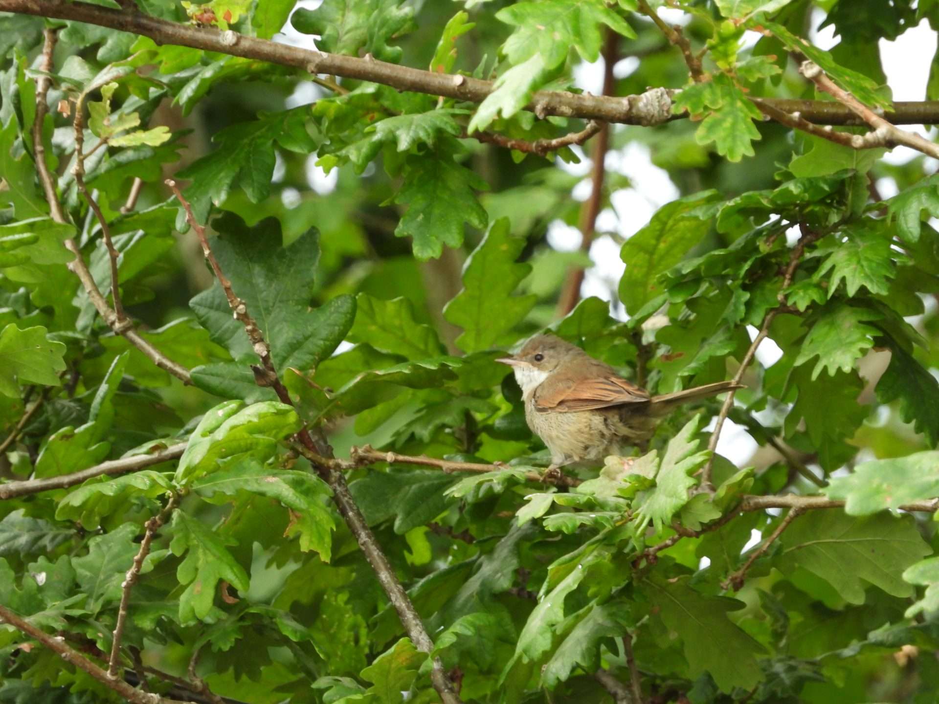 Whitethroat by Kenneth at Haccombe