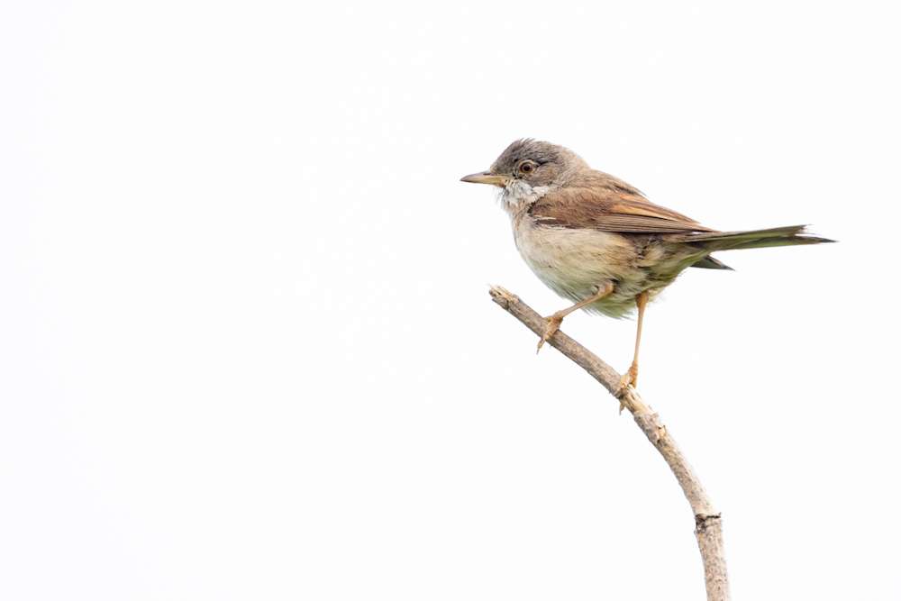 Whitethroat by Malcolm Morrison at Jennycliff