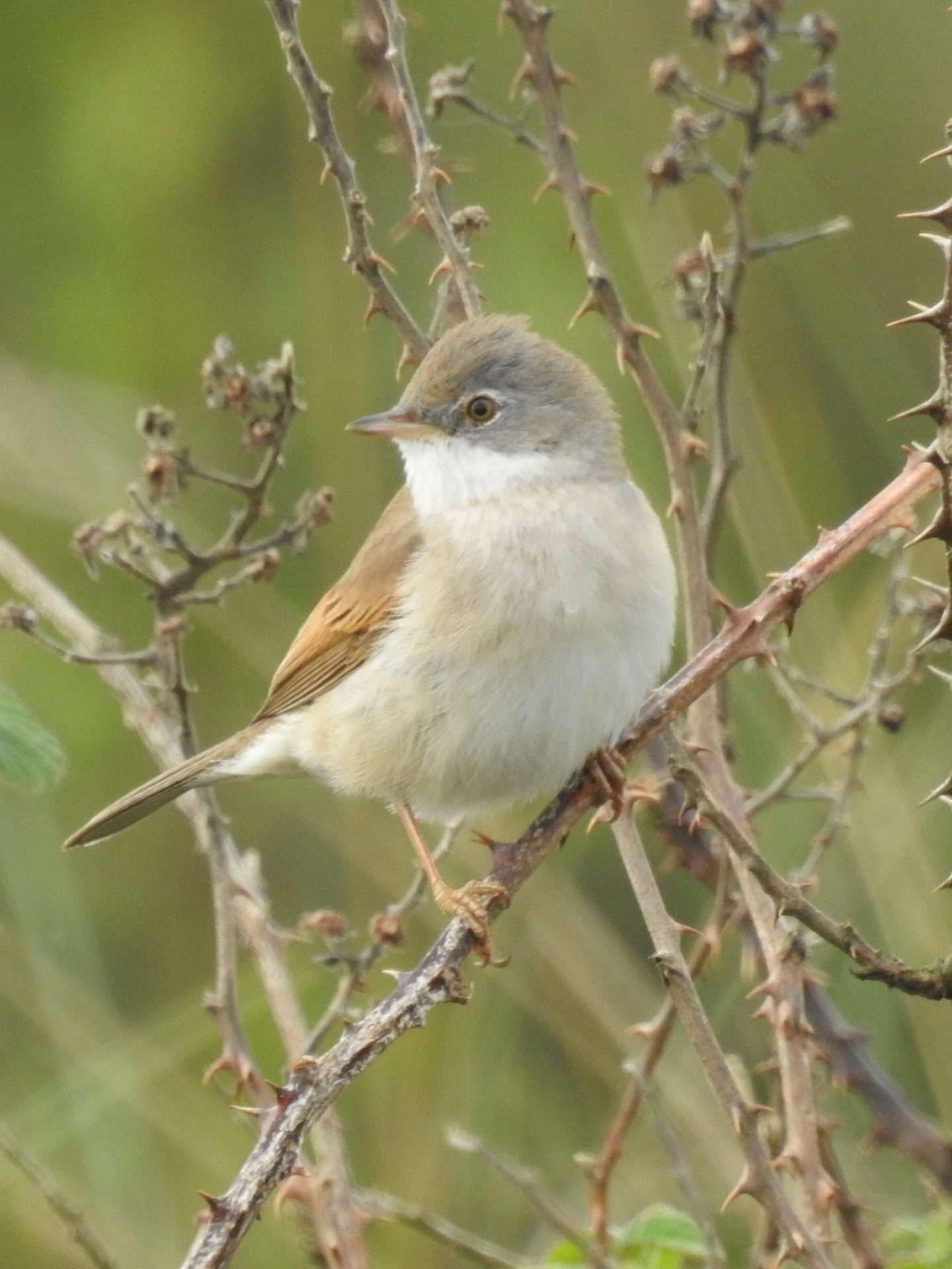 Whitethroat by Phil and Sue Naylor at Sandy Lane