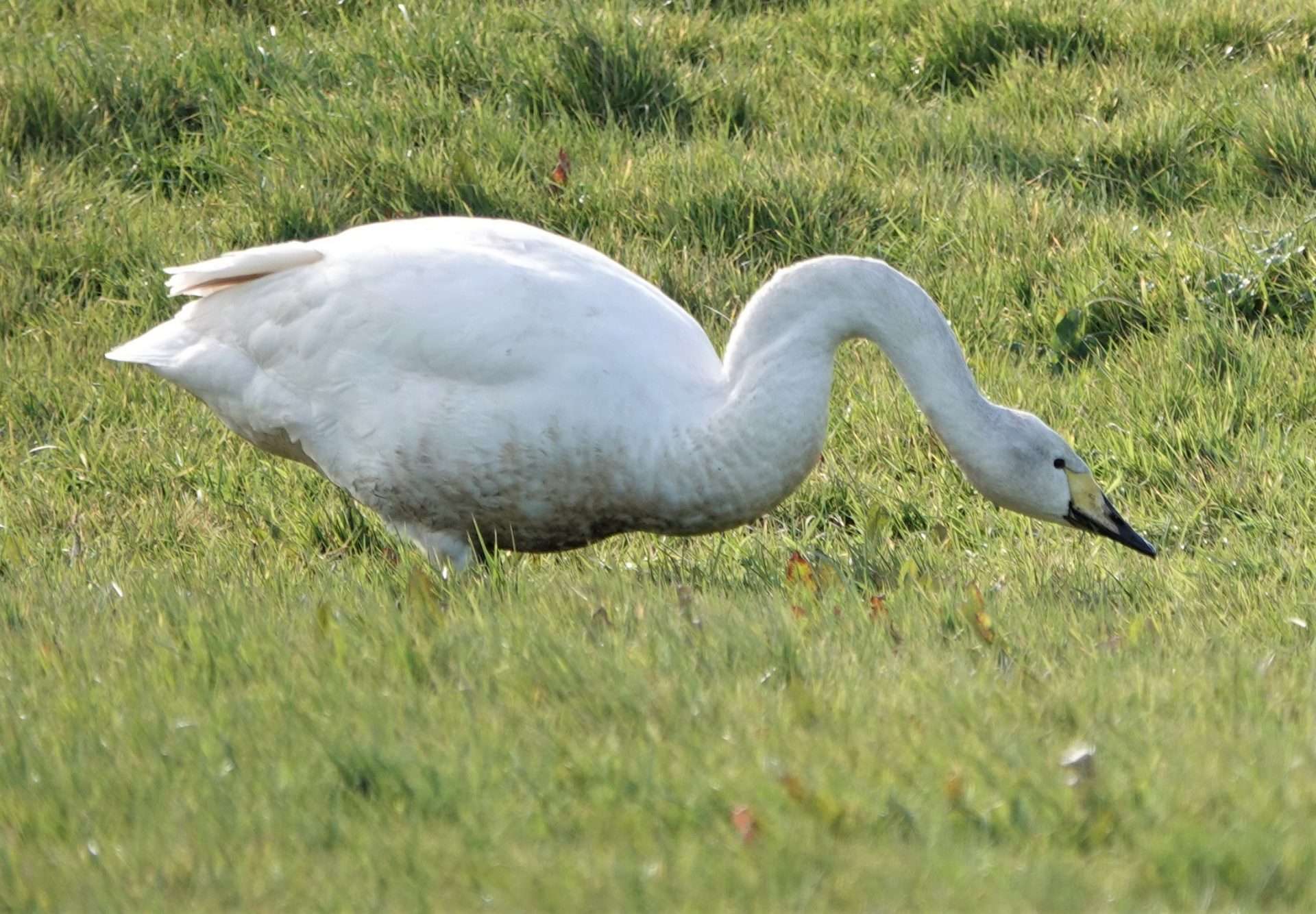 Whooper Swan by Paul Howrihane at Braunton