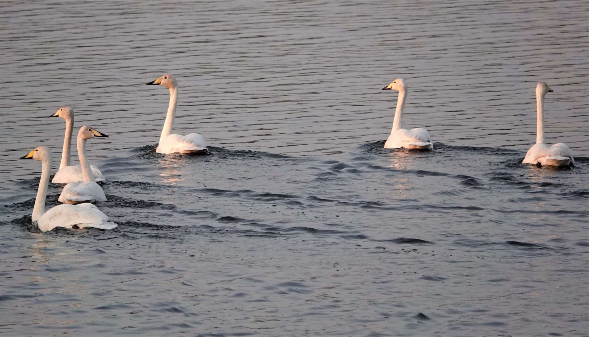 Whooper Swan by Paul Howrihane at Lower Tamar Lake