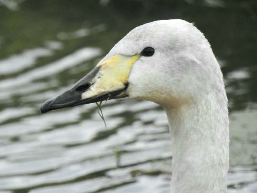 Whooper Swan by Phil and Sue Naylor at Braunton Great Field Boundary Drain