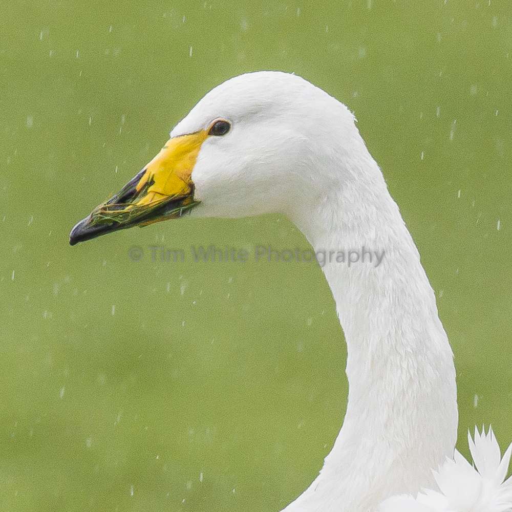 Whooper Swan by Tim White at Exminster Marshes