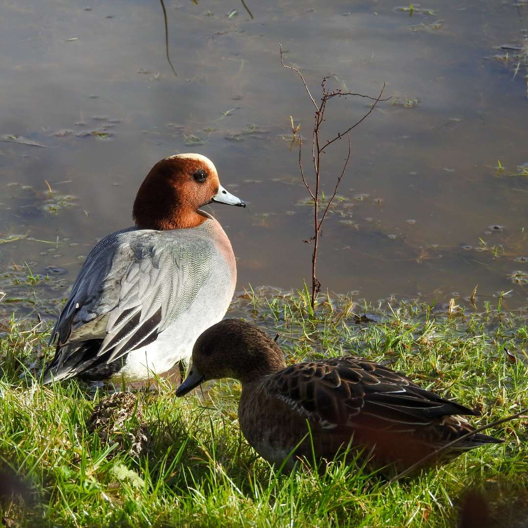 Wigeon by Emma Whitton at Exe estuary