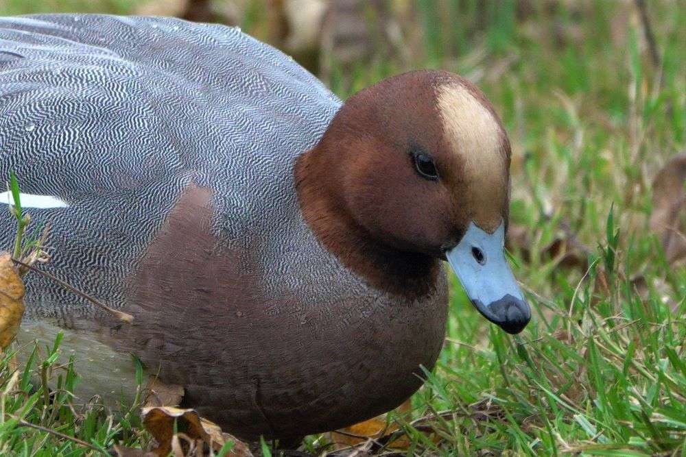 Wigeon by John Reeves at Bowling Green Marsh RSPB Reserve