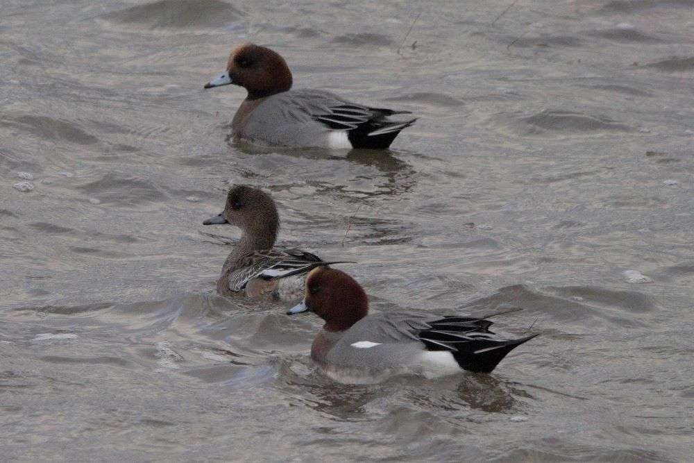 Wigeon by John Reeves at Exmouth LNR