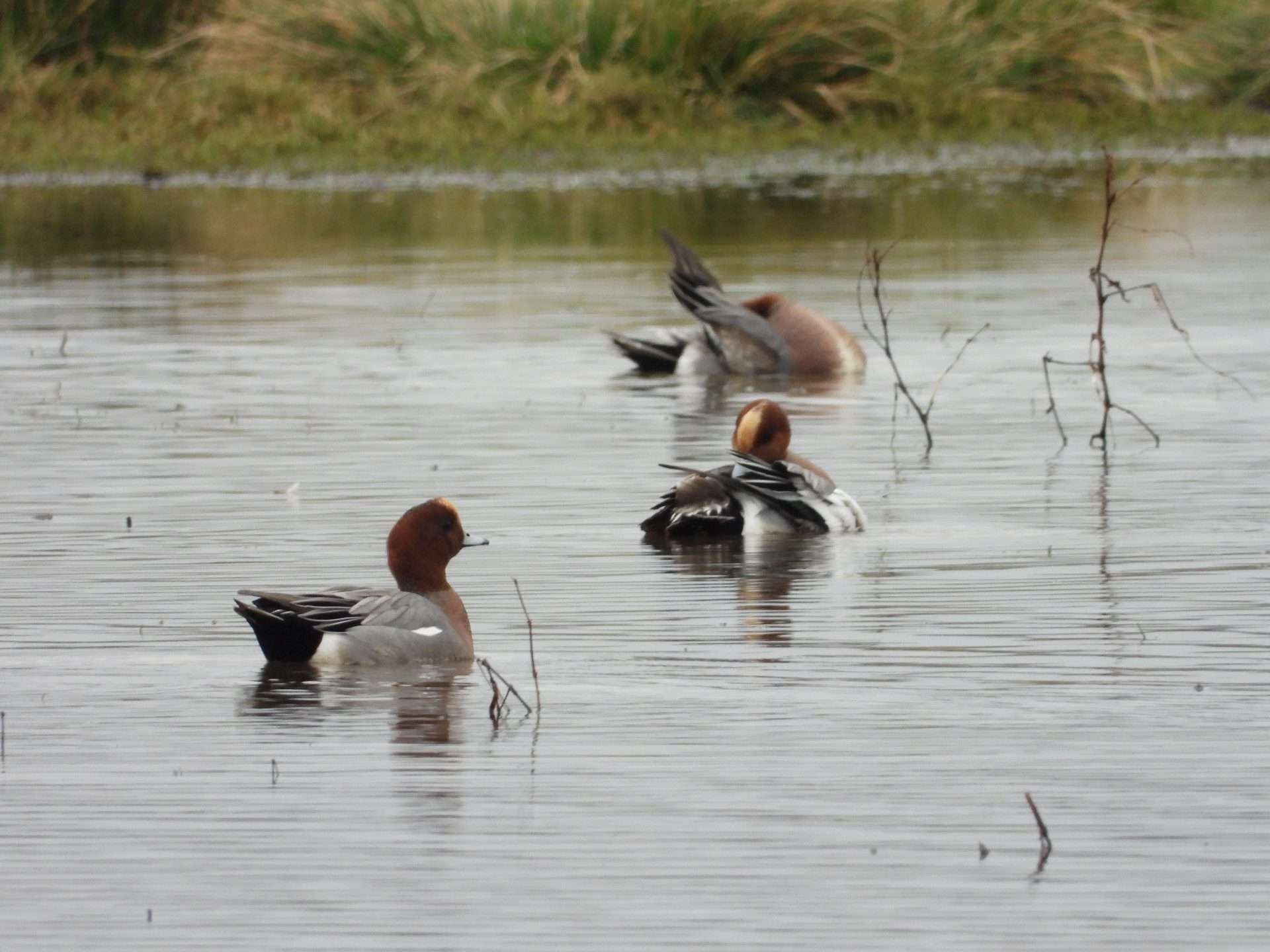 Wigeon by Kenneth Bradley at Exminster marshes RSPB