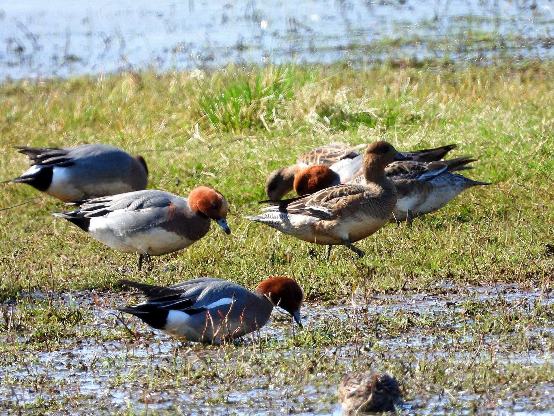 Wigeon by Kenneth Bradley at Exminster marshes RSPB