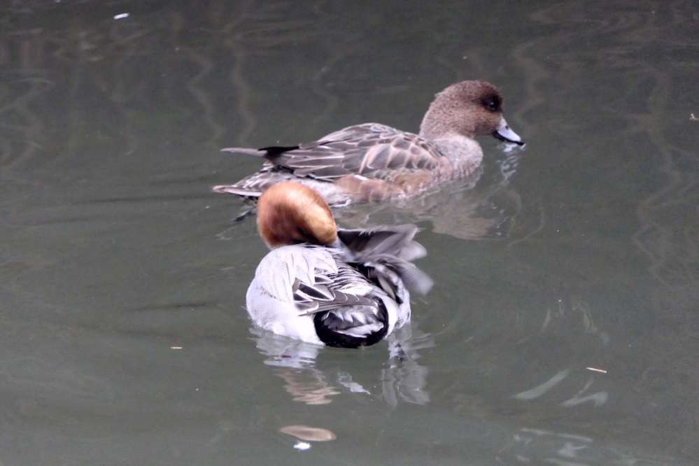 Wigeon by Martin Thorne at Bicclescombe Park