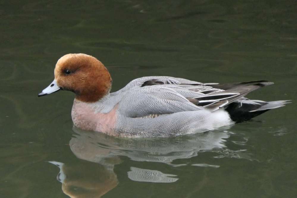 Wigeon by Martin Thorne at Bicclscombe Park