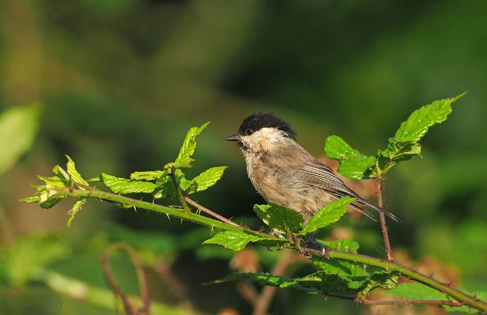 Willow Tit by Adrian Maurice James Davey at Roadford