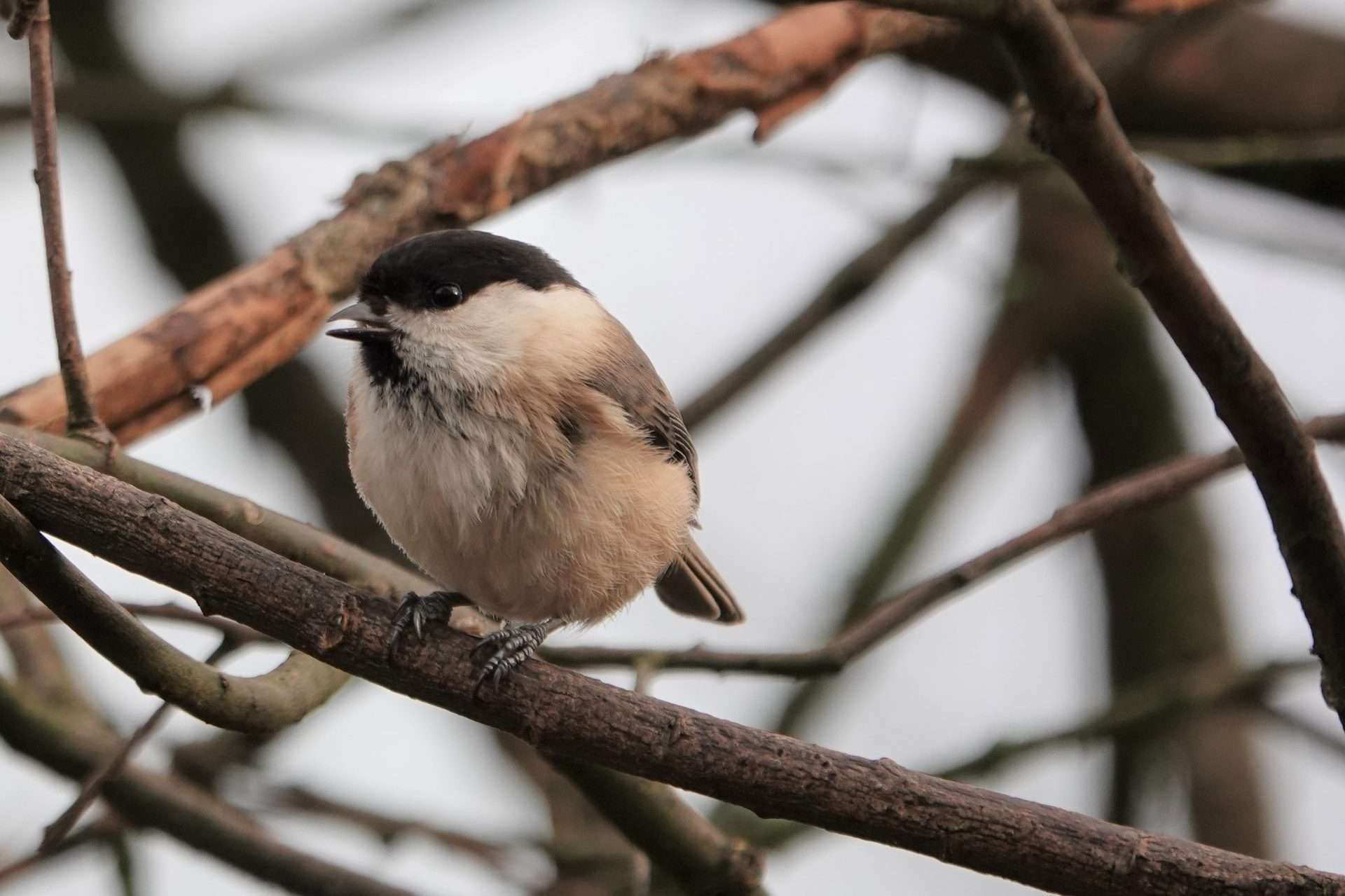 Willow Tit by Paul Howrihane at Lower Tamar Lake
