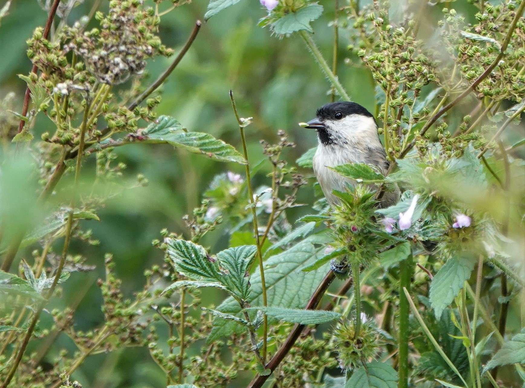 Willow Tit by Paul Howrihane at Lower Tamar Lake