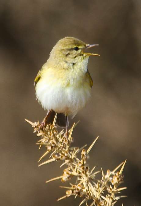Willow Warbler by Alan Livsey at Cadover bridge