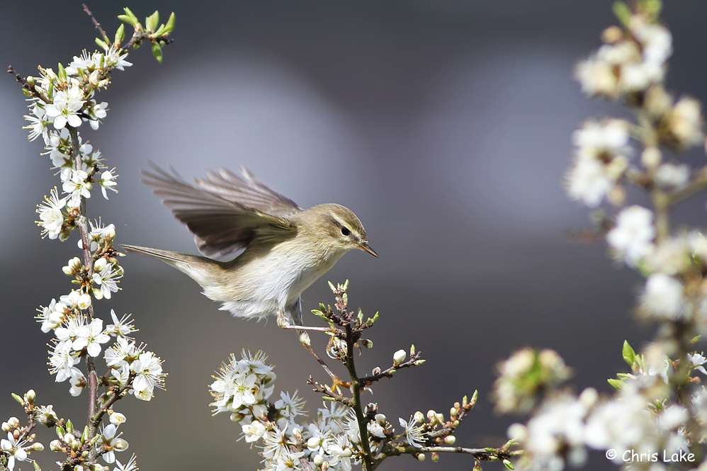 Willow Warbler by Chris Lake at Broadsands