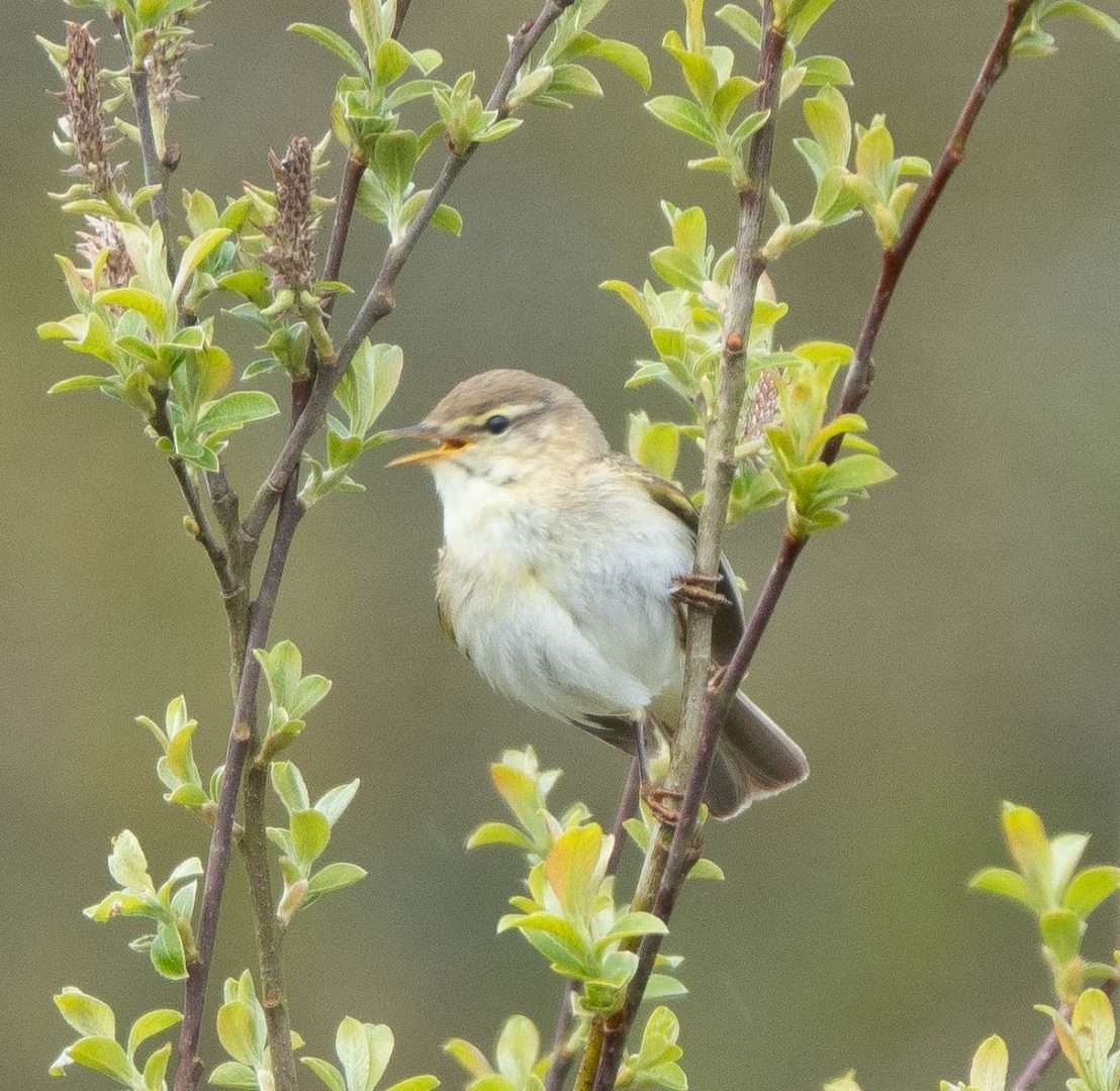 Willow Warbler At Nr Cator Court, Dartmoor By David Pakes - Devon Birds