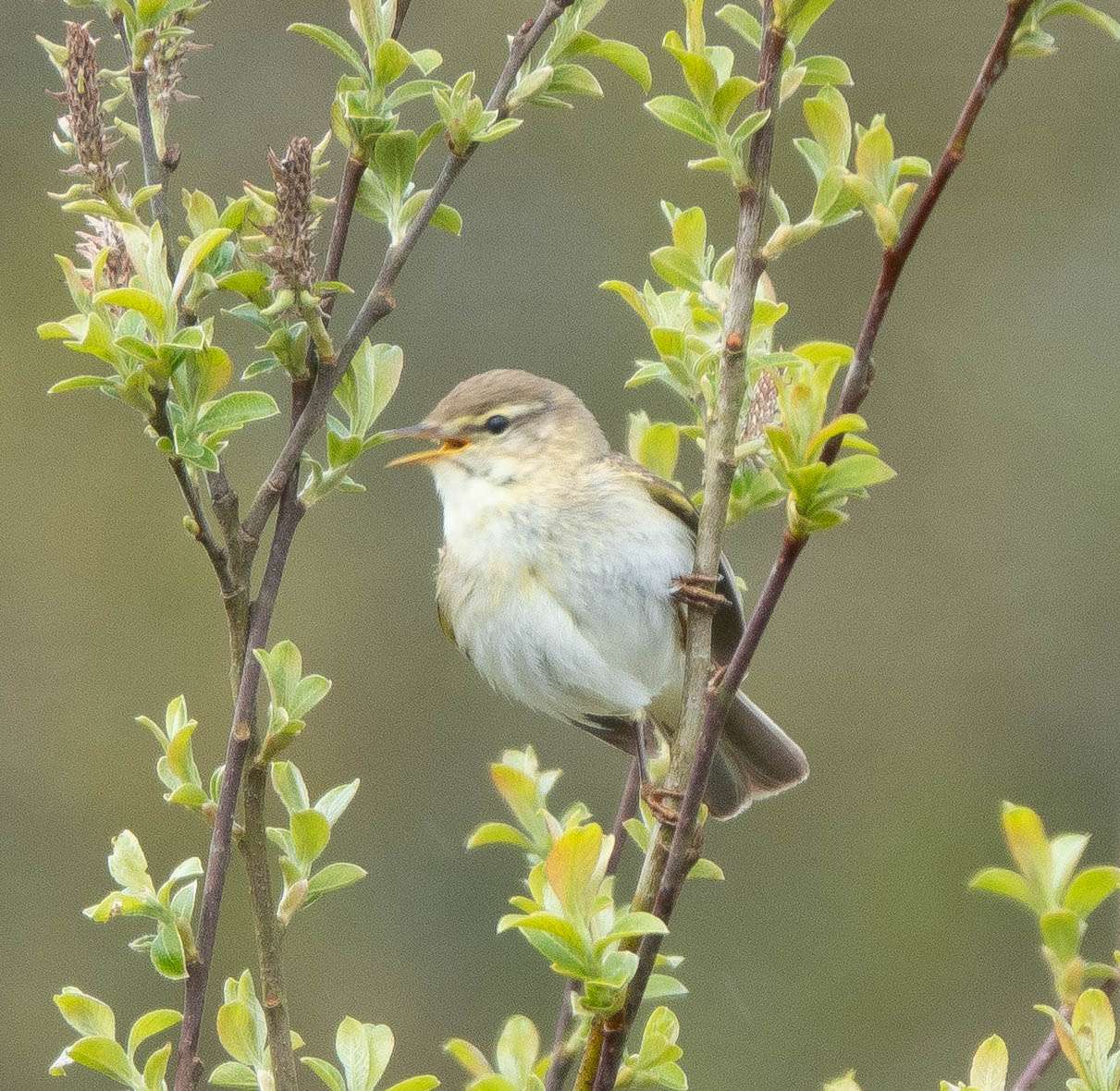 Willow Warbler by David Pakes at Nr Cator Court