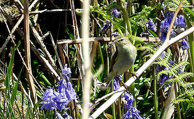 Willow Warbler by Kenneth Bradley at Emsworthy Mire DWT