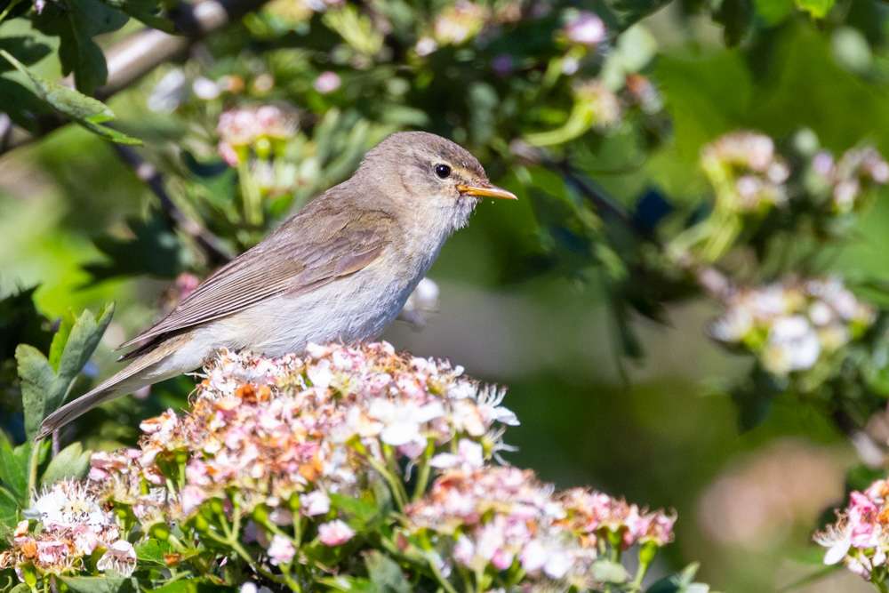 Willow Warbler by Malcolm Morrison at Roborough Down