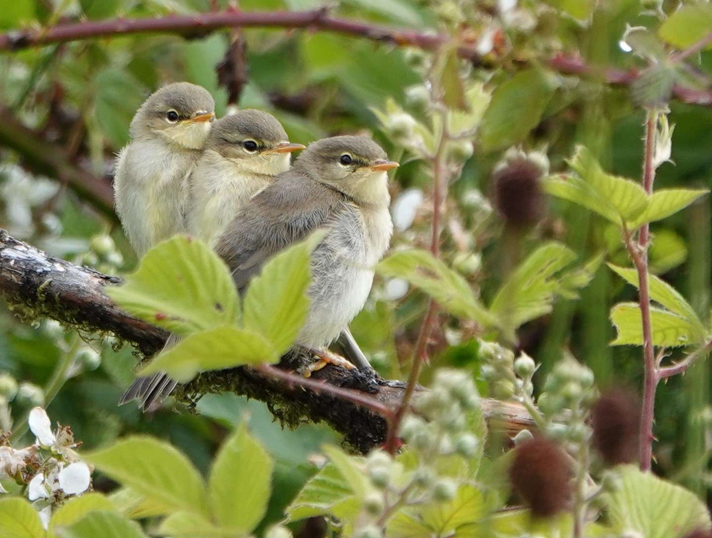 Willow Warbler by Paul Howrihane at Cookworthy Forest