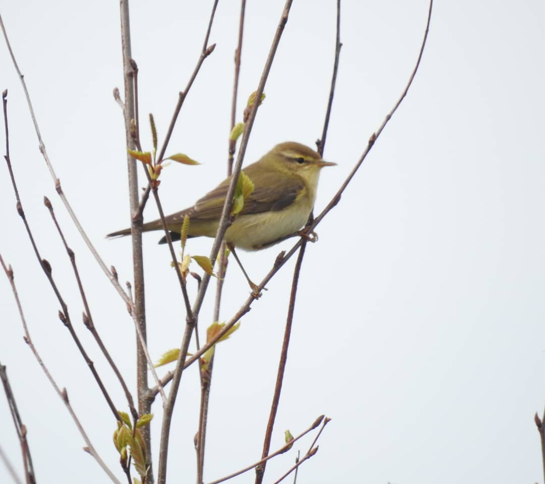 Willow Warbler by Phil and Sue Naylor at Sandy Lane