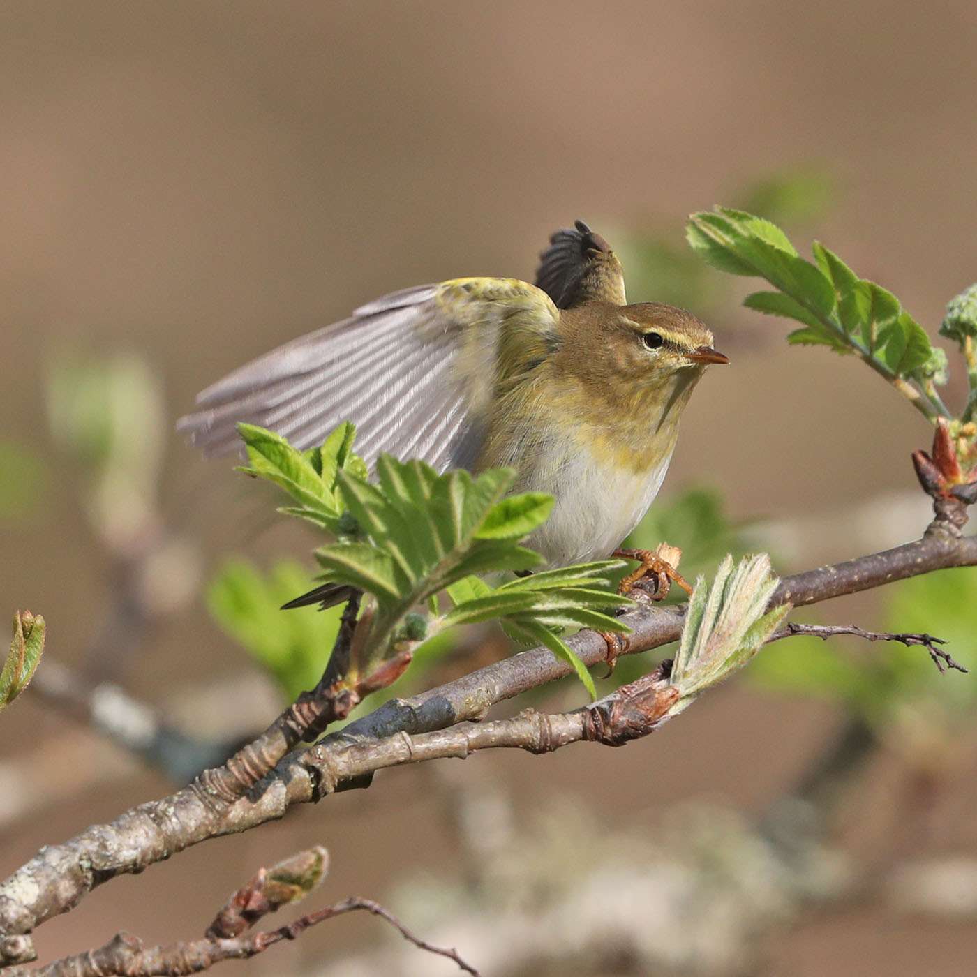 Willow Warbler by Steve Hopper at South Brent