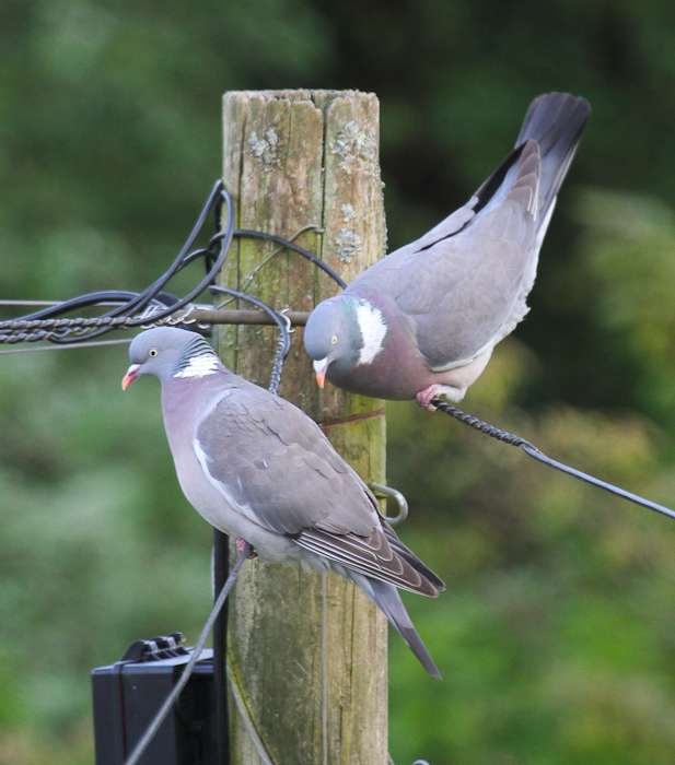 Wood Pigeon by Alan Livsey at Back garden