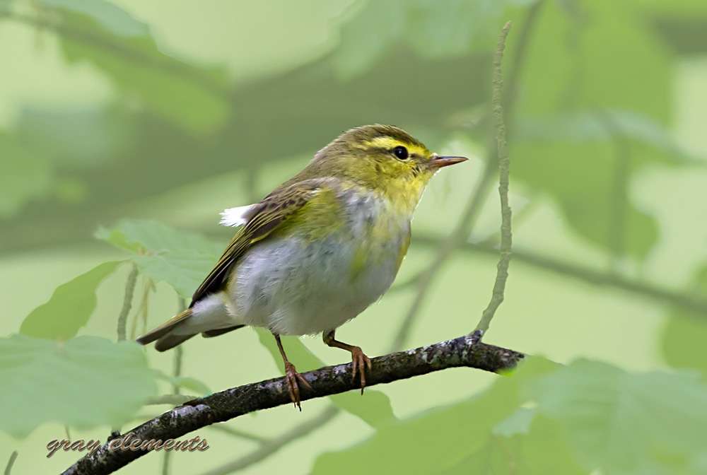 Wood Warbler by Gray Clements at Mamhead