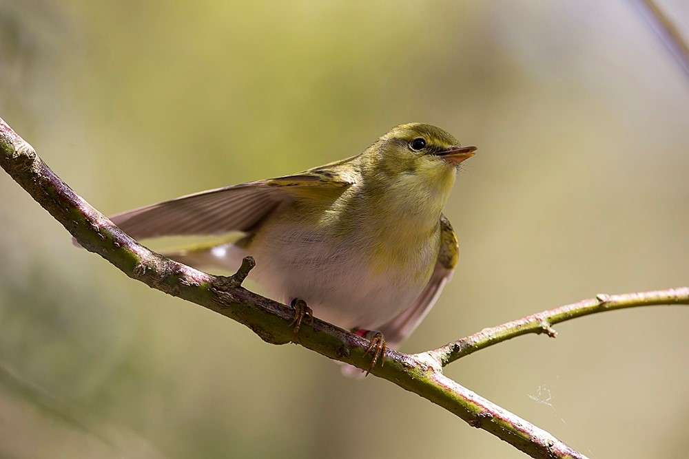 Wood Warbler by Gray Clements at Yarner