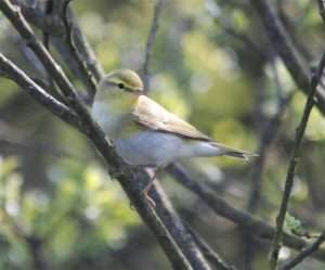 Wood Warbler at Prawle by Pat Mayer on December 31 2001
