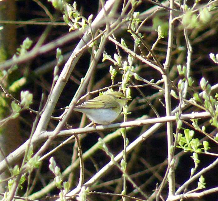 Wood Warbler by Steve Waite at Colyton