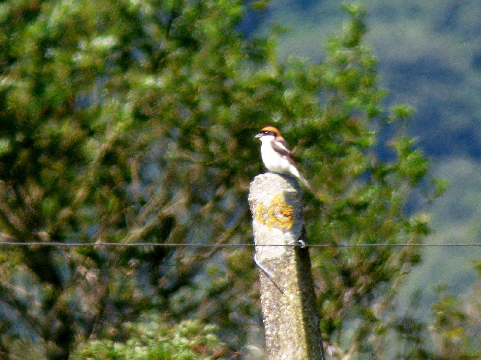 Woodchat Shrike by Bob Barrow at Swell Tor