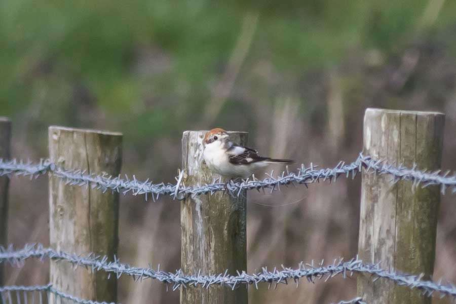 Woodchat Shrike by Graham Watson at Aveton Gifford