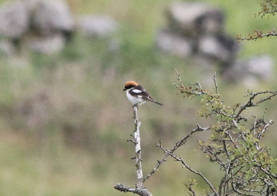 Woodchat Shrike by Jan & Mike Daniels at Swell Tor