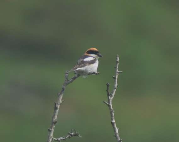 Woodchat Shrike by Simon Thurgood at Swell Tor