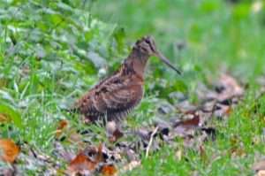 Woodcock at Ford Park Cemetery Plymouth by Barry Rankine on November 16 2012
