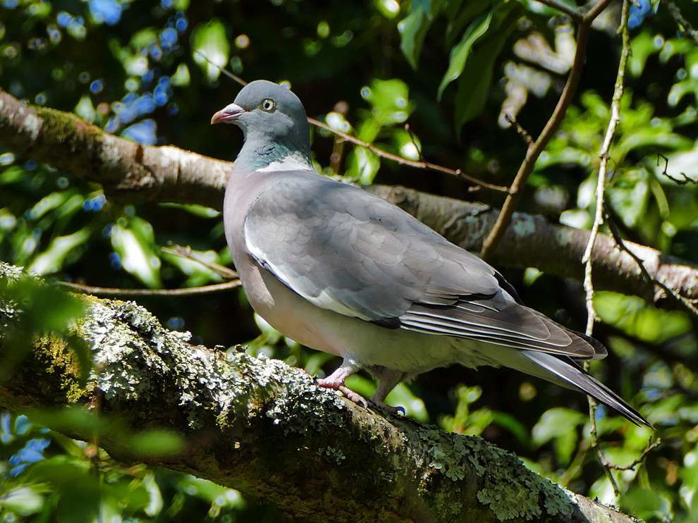 Woodpigeon by Derek Stacey at Chambercombe Manor