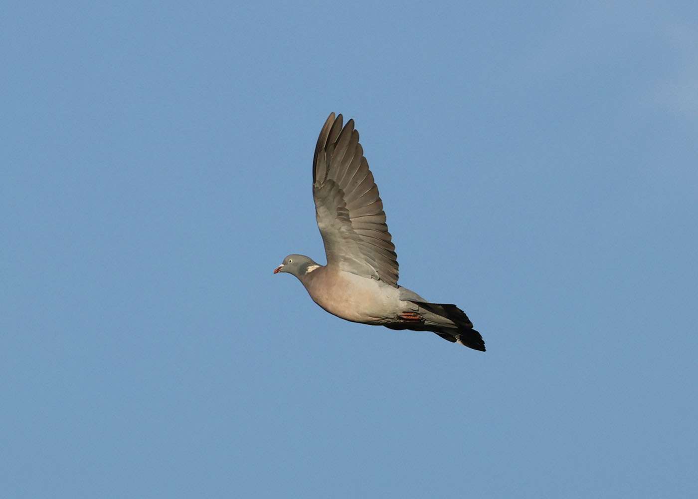 Woodpigeon by Steve Hopper at South Brent