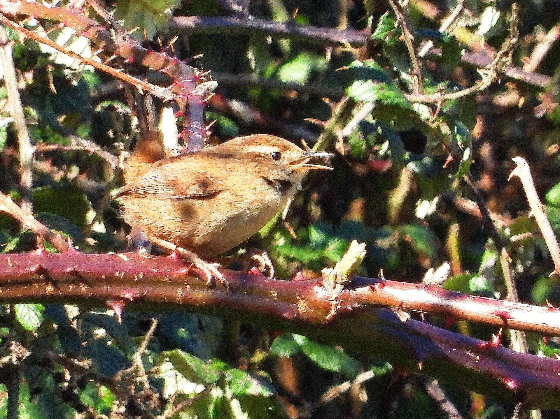 Wren by Kenneth Bradley at Combeinteignhead