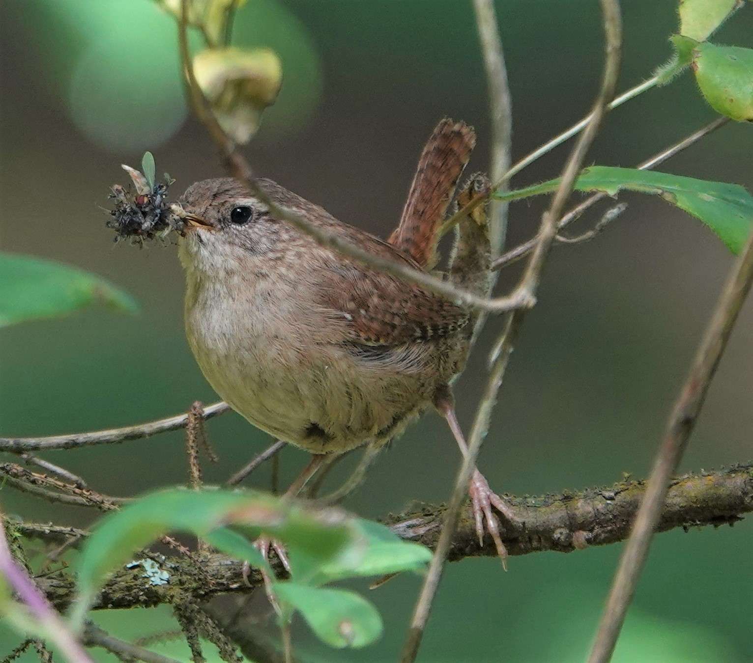 Wren by Paul Howrihane at Cookworthy Forest