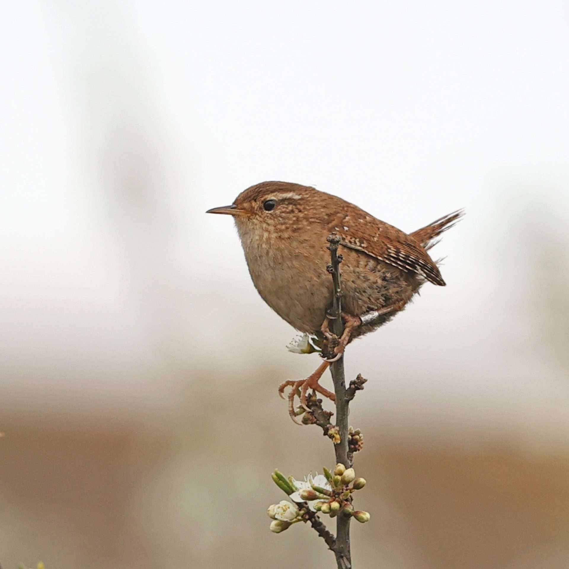 Wren by Steve Hopper at Slapton