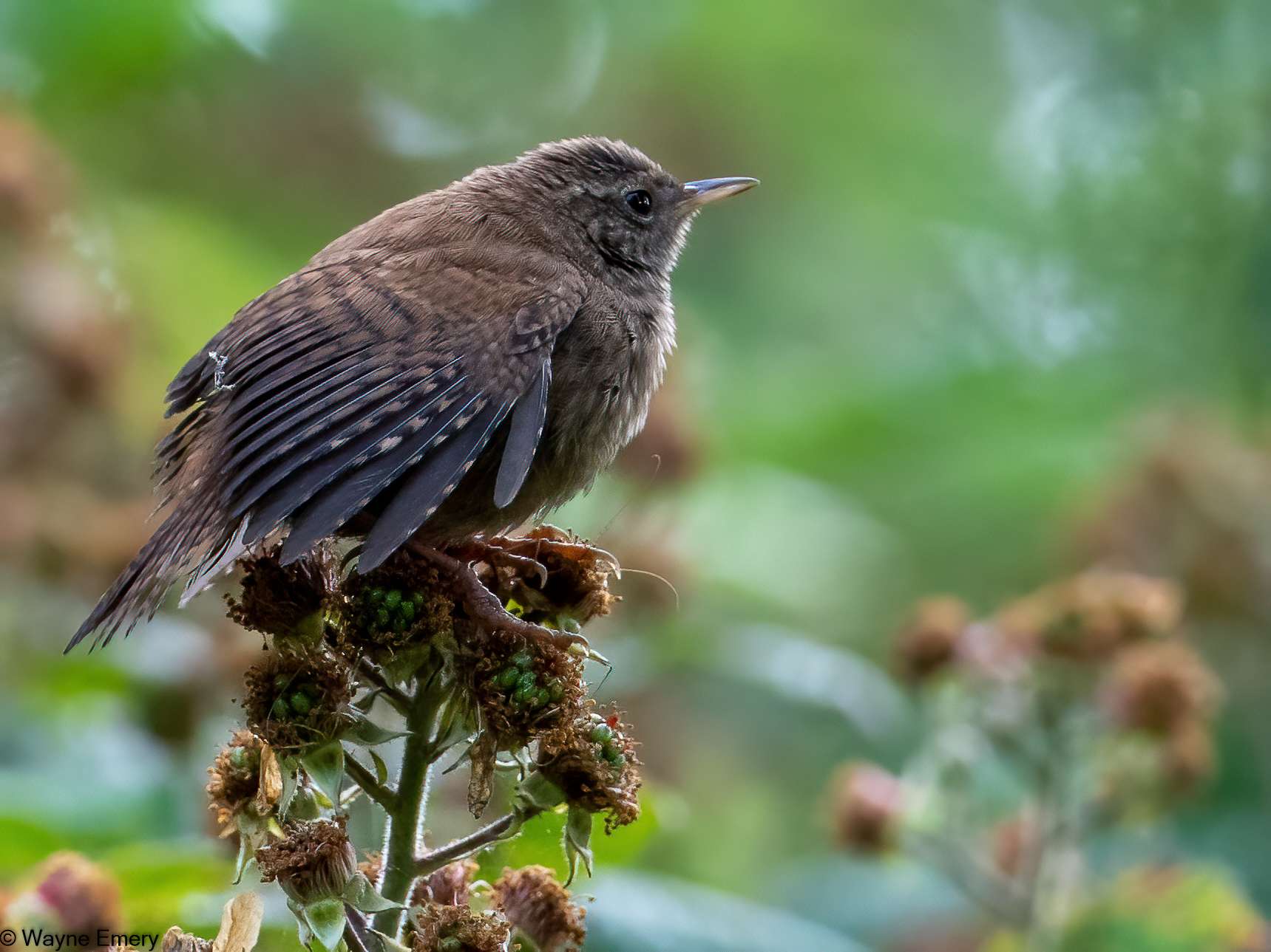 Wren by Wayne Emery at Saltram