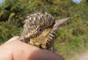 Wryneck at  by Dave Scott on December 31 2001